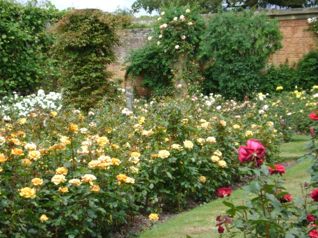 several roses